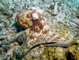 Caribbean Octopus IMG 7821